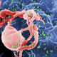 Illustration for article titled Gorilla HIV Leaps To Humans